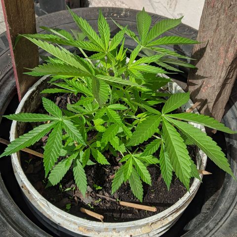 Amensia Kush #1 growlog timeline photo