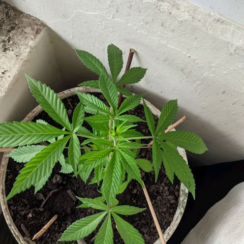 Amensia Kush #1 growlog timeline photo