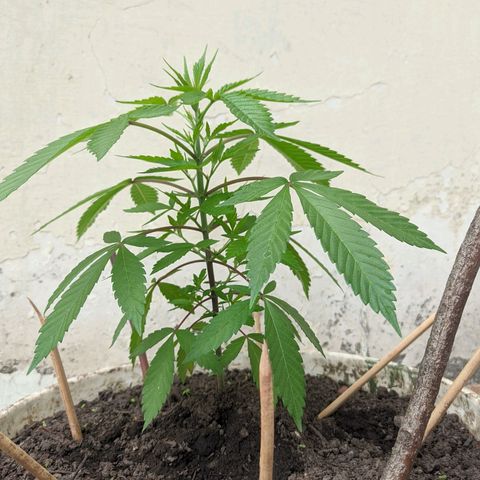 Amensia Kush #1 growlog timeline photo