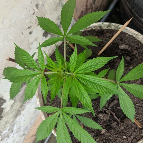 Amensia Kush #1 growlog timeline photo