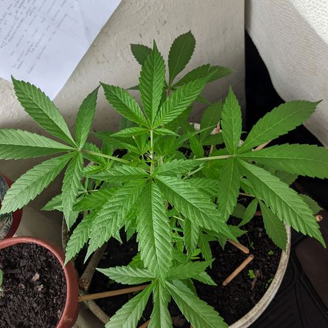 Amensia Kush #1 growlog timeline photo