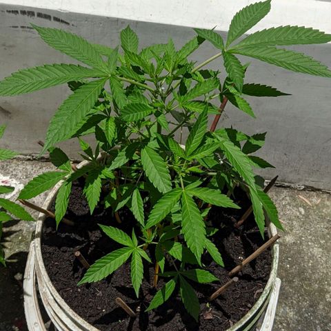 Amensia Kush #1 growlog timeline photo