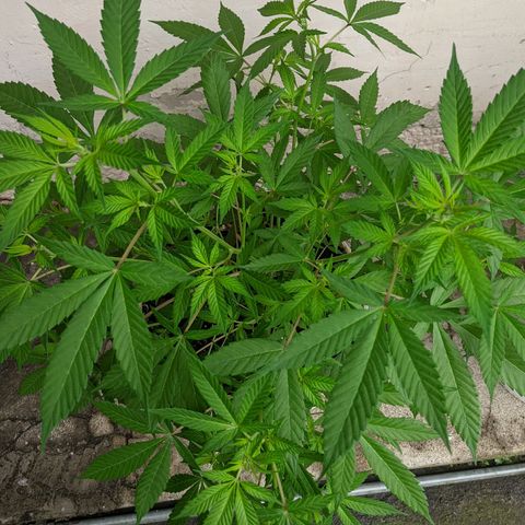 Amensia Kush #1 growlog timeline photo