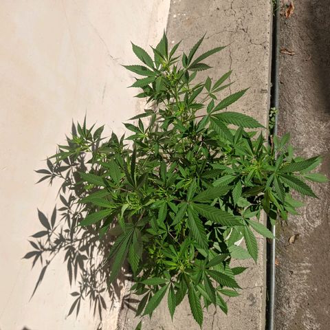 Amensia Kush #1 growlog timeline photo