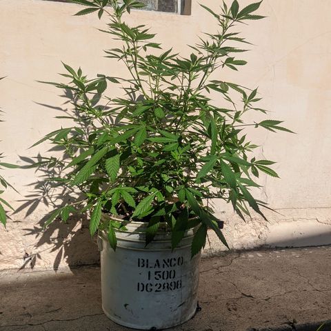 Amensia Kush #1 growlog timeline photo
