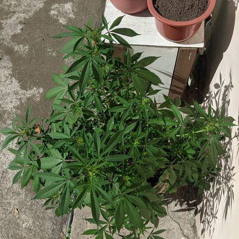 Amensia Kush #1 growlog timeline photo