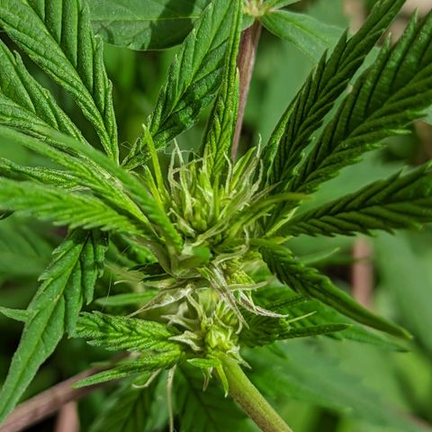 Amensia Kush #1 growlog timeline photo