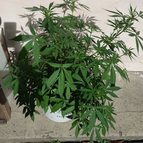 Amensia Kush #1 growlog timeline photo