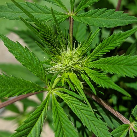 Amensia Kush #1 growlog timeline photo