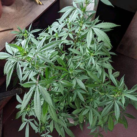 Amensia Kush #1 growlog timeline photo