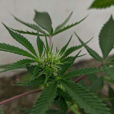 Amensia Kush #1 growlog photo: los cogollos van bien.