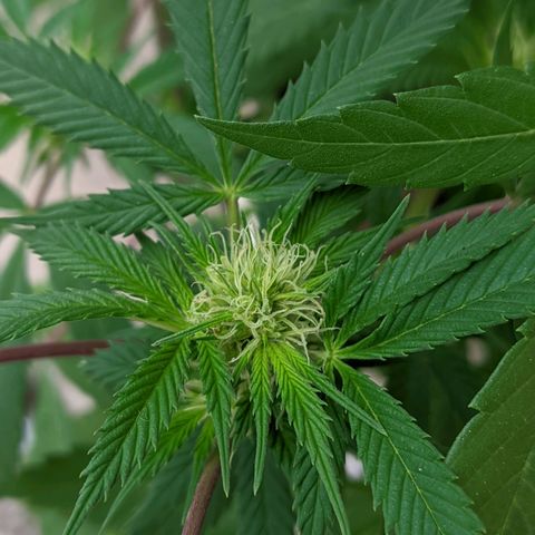 Amensia Kush #1 growlog timeline photo