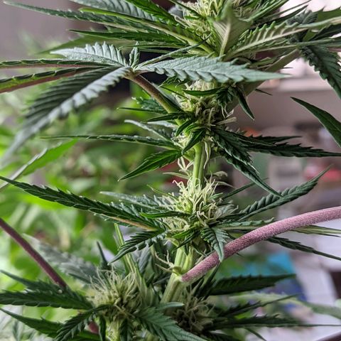 Amensia Kush #1 growlog timeline photo