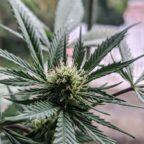 Amensia Kush #1 growlog timeline photo