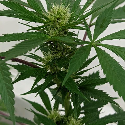 Amensia Kush #1 growlog timeline photo