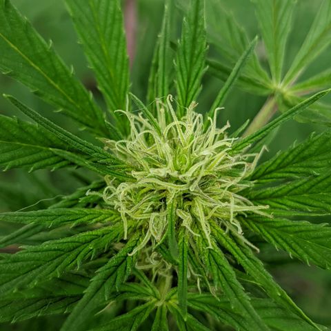 Amensia Kush #1 growlog timeline photo