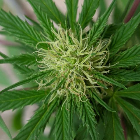 Amensia Kush #1 growlog timeline photo