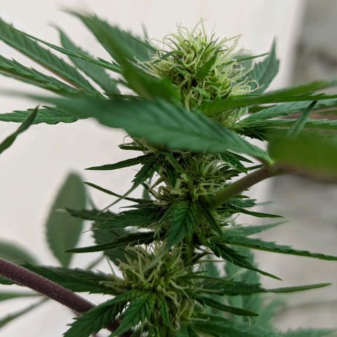 Amensia Kush #1 growlog timeline photo
