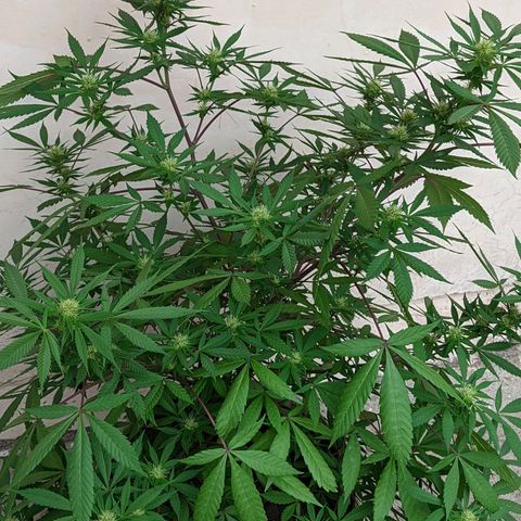 Amensia Kush #1 growlog timeline photo