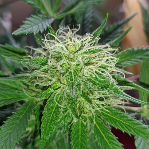 Amensia Kush #1 growlog timeline photo