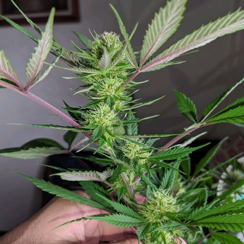 Amensia Kush #1 growlog timeline photo