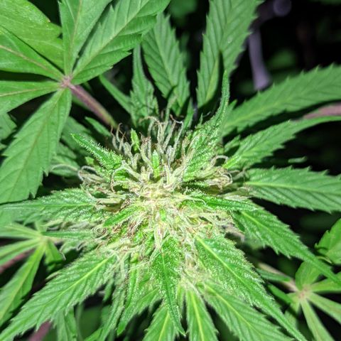Amensia Kush #1 growlog timeline photo