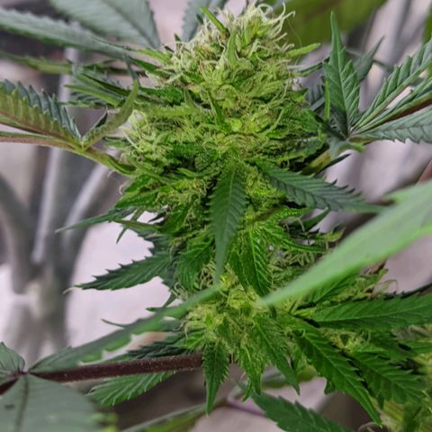 Amensia Kush #1 growlog timeline photo