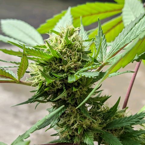 Amensia Kush #1 growlog timeline photo