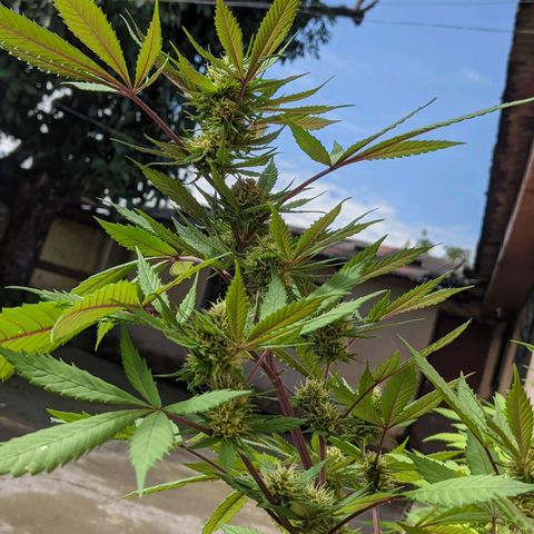 Amensia Kush #1 growlog timeline photo