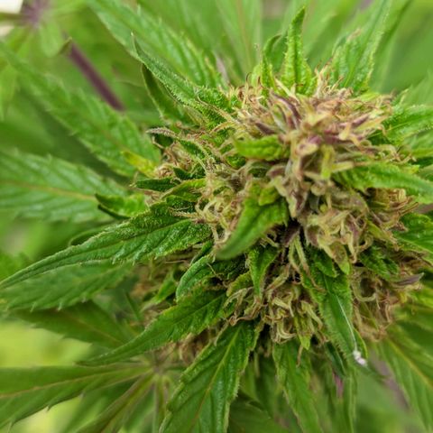 Amensia Kush #1 growlog photo: se está haciendo morada 😍