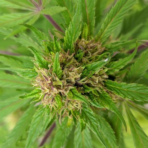 Amensia Kush #1 growlog photo: se está haciendo morada 😍