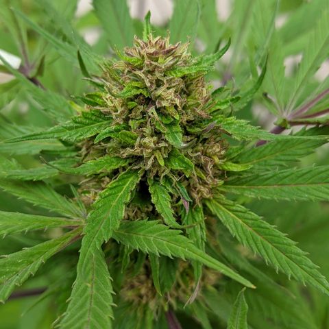 Amensia Kush #1 growlog photo: se está haciendo morada 😍