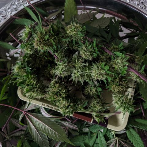 Amensia Kush #1 growlog timeline photo
