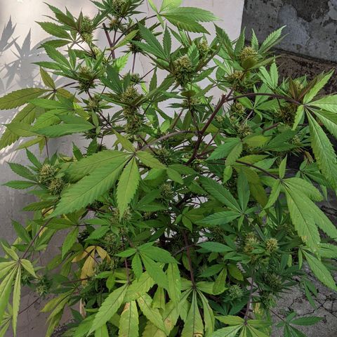 Amensia Kush #1 growlog timeline photo