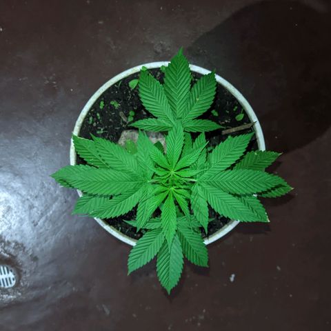 Genética desconocida growlog timeline photo