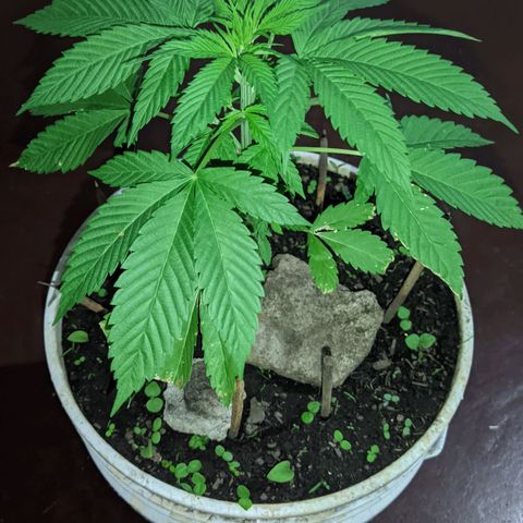 Genética desconocida growlog timeline photo