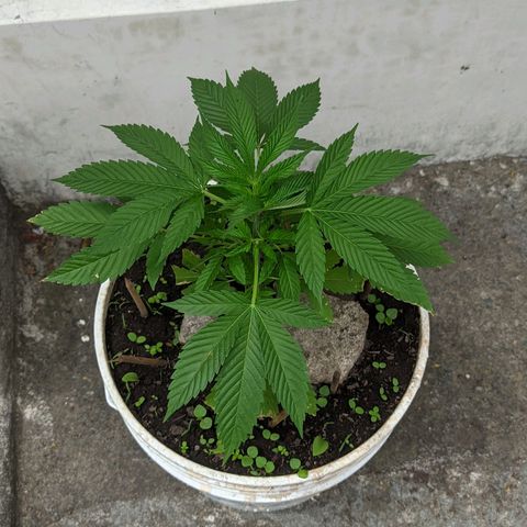 Genética desconocida growlog timeline photo