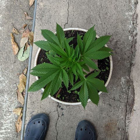 Genética desconocida growlog timeline photo