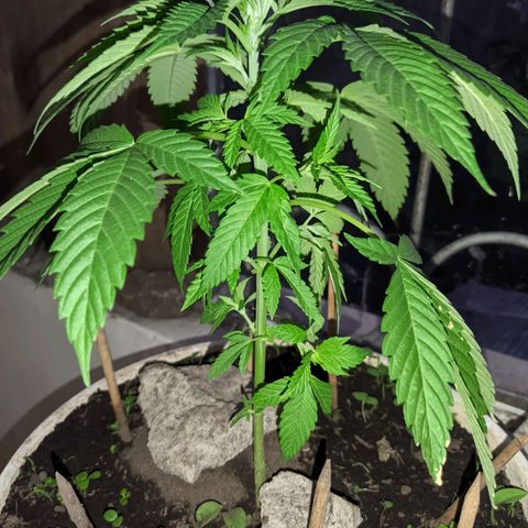 Genética desconocida growlog timeline photo
