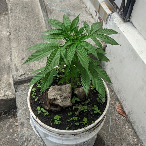 Genética desconocida growlog photo: Sexo: hembra
Genética: Indica
