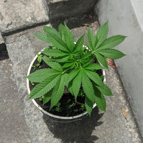 Genética desconocida growlog photo: Sexo: hembra
Genética: Indica
