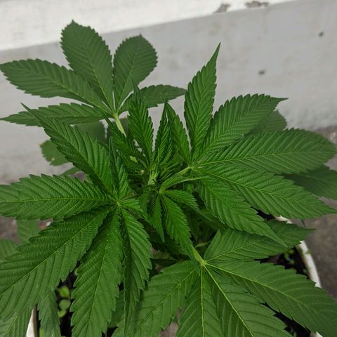 Genética desconocida growlog photo: Sexo: hembra
Genética: Indica
