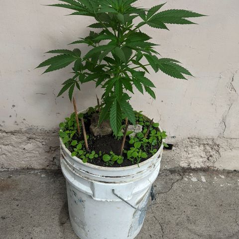 Genética desconocida growlog timeline photo