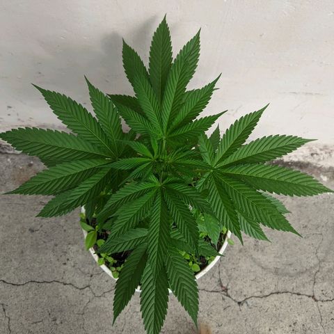 Genética desconocida growlog timeline photo