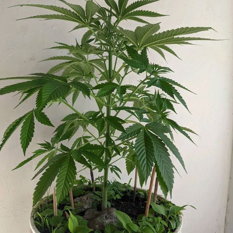 Genética desconocida growlog timeline photo