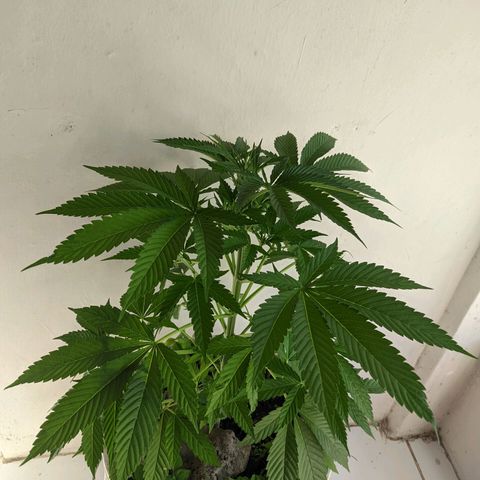Genética desconocida growlog timeline photo