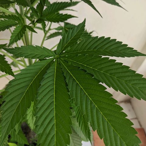 Genética desconocida growlog timeline photo