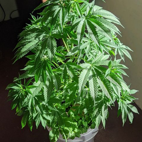 Genética desconocida growlog timeline photo