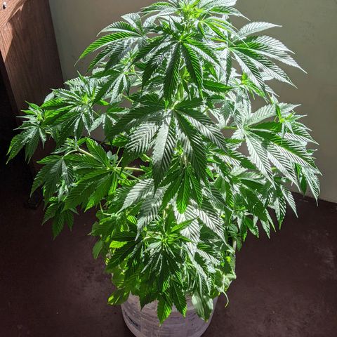 Genética desconocida growlog timeline photo