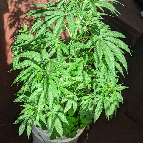 Genética desconocida growlog timeline photo